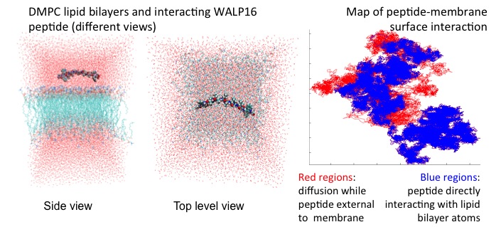 Figure 2: Study of peptide penetration and folding into membrane. For more info, see: GPU-Enabled Macromolecular Simulation: Challenges and Opportunities. 